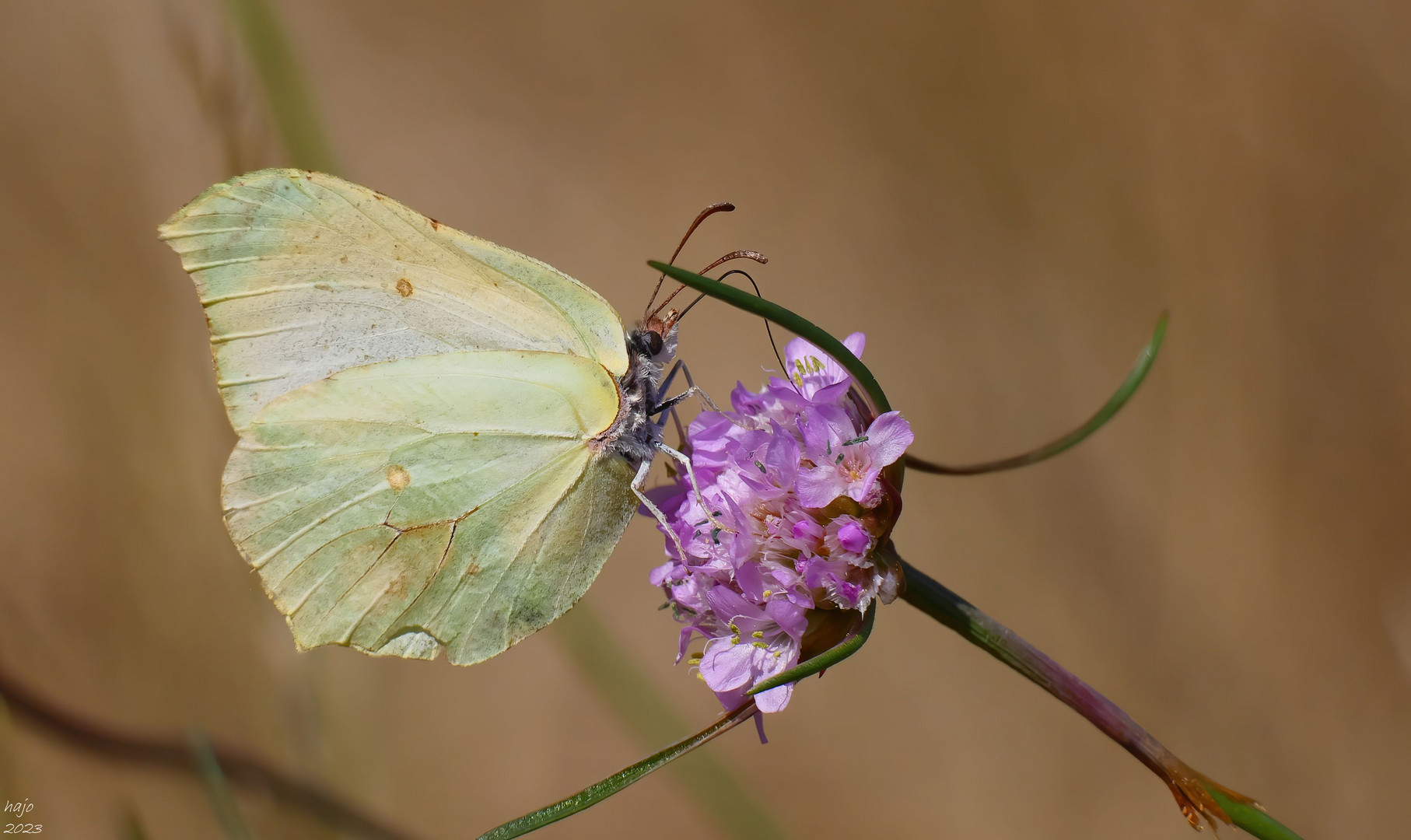 *Zitronenfalter (Gonepteryx rhamni)*