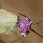 *Zitronenfalter (Gonepteryx rhamni)*