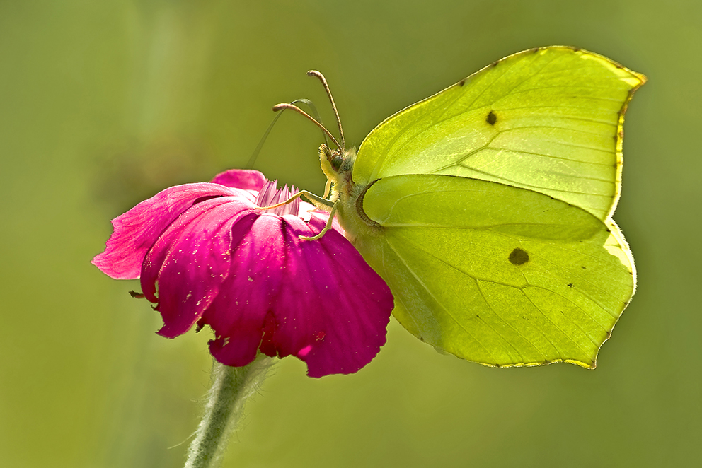 Zitronenfalter (Gonepteryx rhamni)