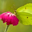 Zitronenfalter (Gonepteryx rhamni)