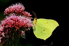 Zitronenfalter (Gonepteryx rhamni)