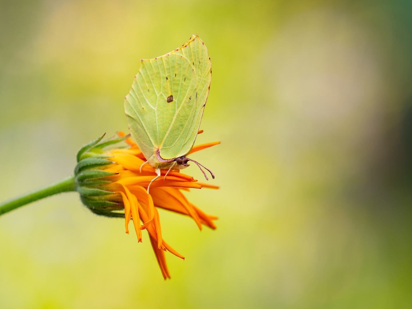 Zitronenfalter (Gonepteryx rhamni)