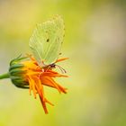 Zitronenfalter (Gonepteryx rhamni)