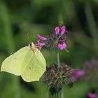 Zitronenfalter (Gonepteryx rhamni) 