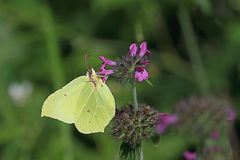 Zitronenfalter (Gonepteryx rhamni) 