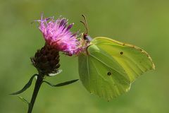 Zitronenfalter (Gonepteryx rhamni) 