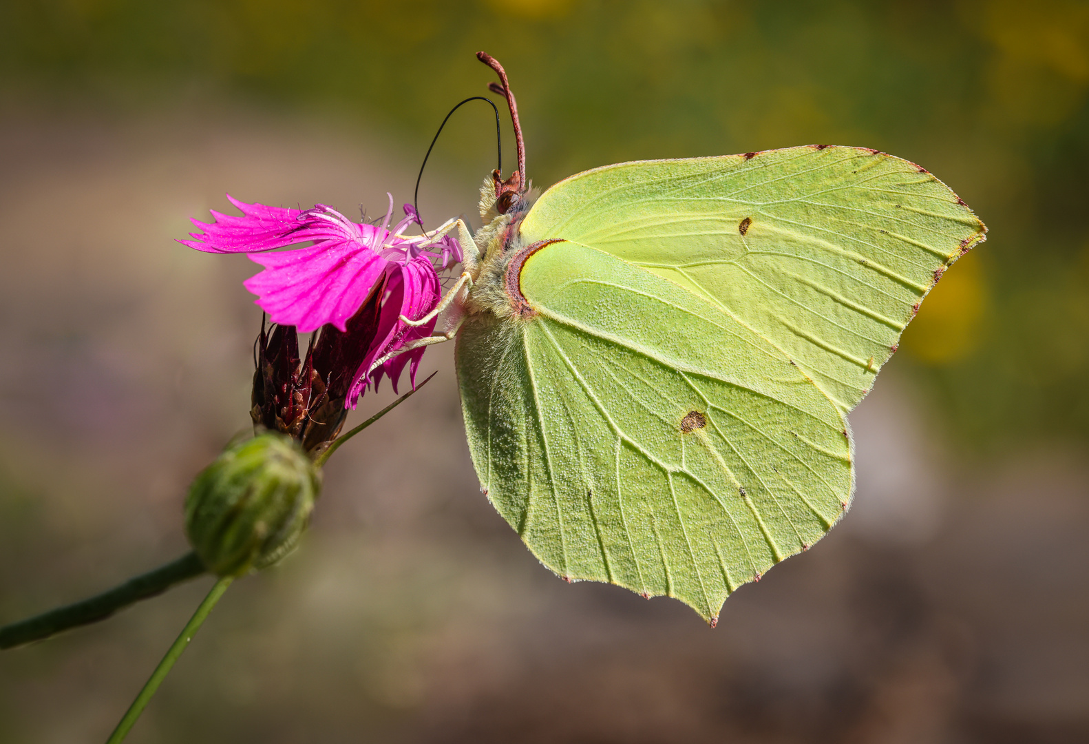Zitronenfalter (Gonepteryx rhamni) Foto &amp; Bild | tiere, wildlife ...