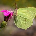 Zitronenfalter (Gonepteryx rhamni)