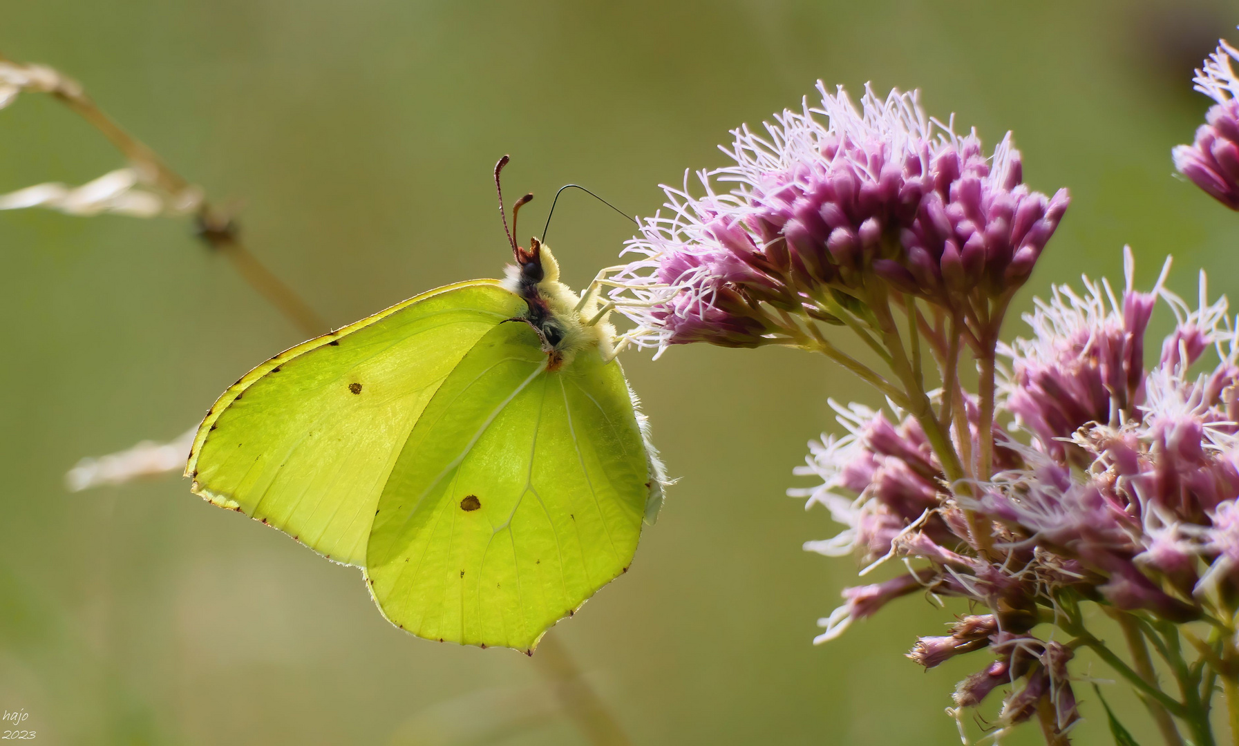 * Zitronenfalter (Gonepteryx rhamni) *