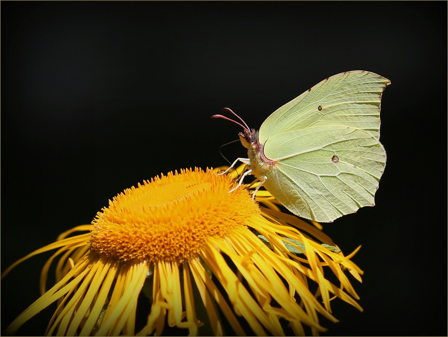 Zitronenfalter (Gonepteryx rhamni).