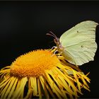 Zitronenfalter (Gonepteryx rhamni).