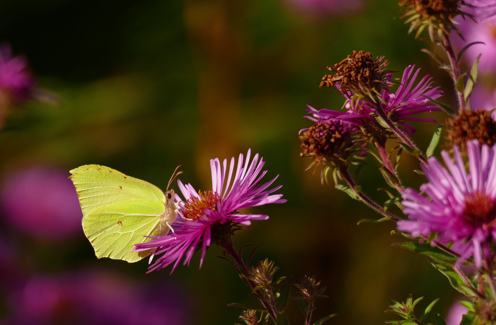 Zitronenfalter (Gonepteryx rhamni)