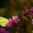 Zitronenfalter (Gonepteryx rhamni)