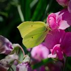 Zitronenfalter (Gonepteryx rhamni)