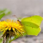 Zitronenfalter (Gonepteryx rhamni)