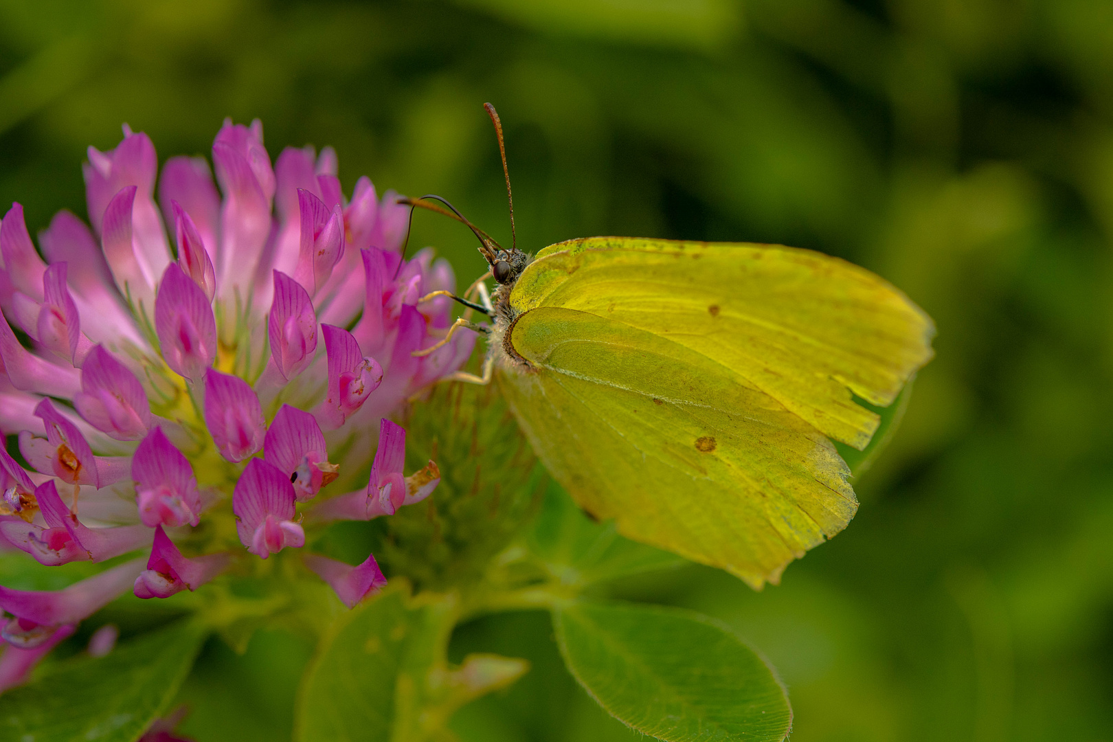 Zitronenfalter (Gonepteryx rhamni)