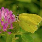 Zitronenfalter (Gonepteryx rhamni)