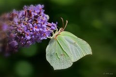 Zitronenfalter (Gonepteryx rhamni) ...