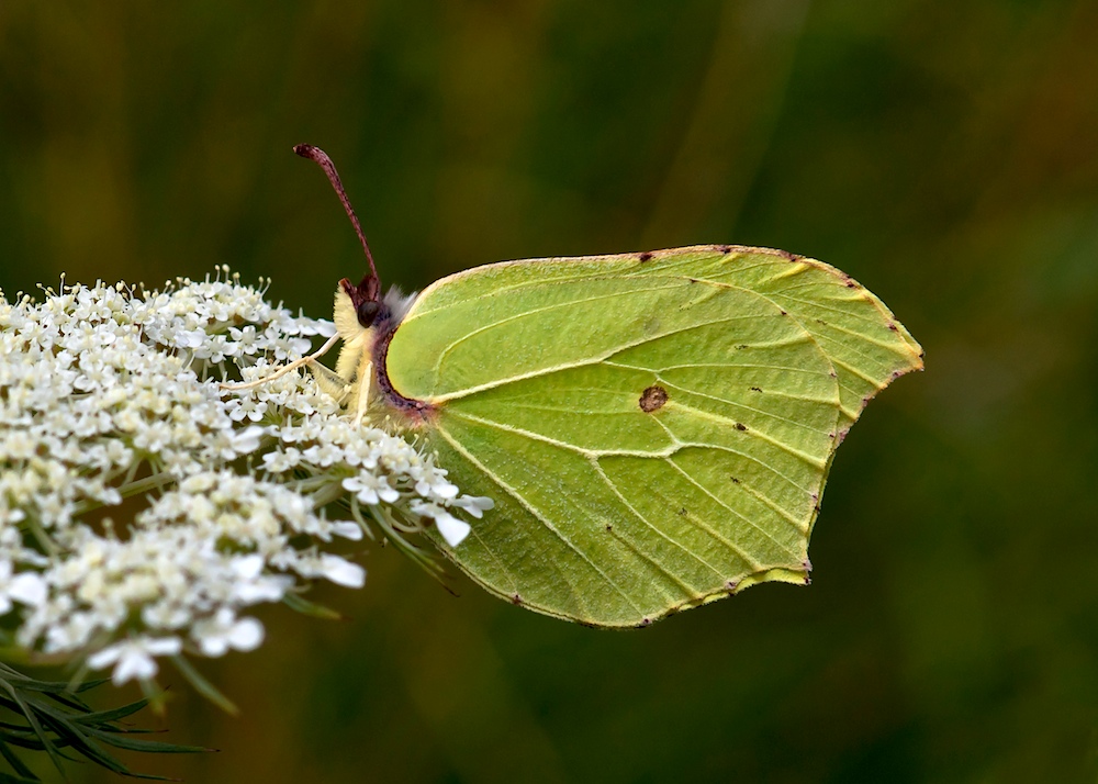 Zitronenfalter (Gonepteryx rhamni)