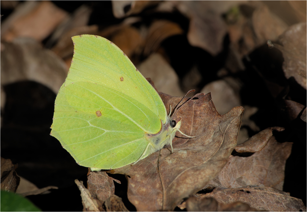 Zitronenfalter (Gonepteryx rhamni)