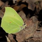 Zitronenfalter (Gonepteryx rhamni)