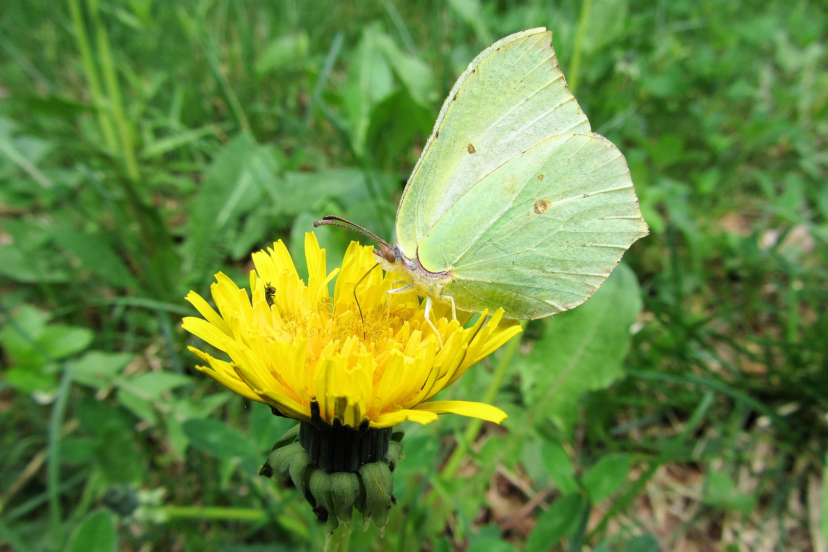 Zitronenfalter (Gonepteryx rhamni)