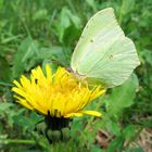 Zitronenfalter (Gonepteryx rhamni)