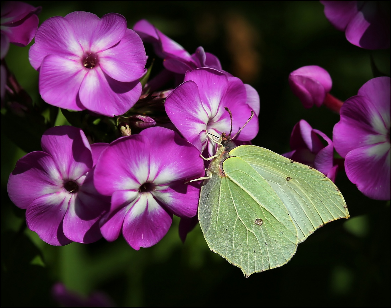 Zitronenfalter (Gonepteryx rhamni).