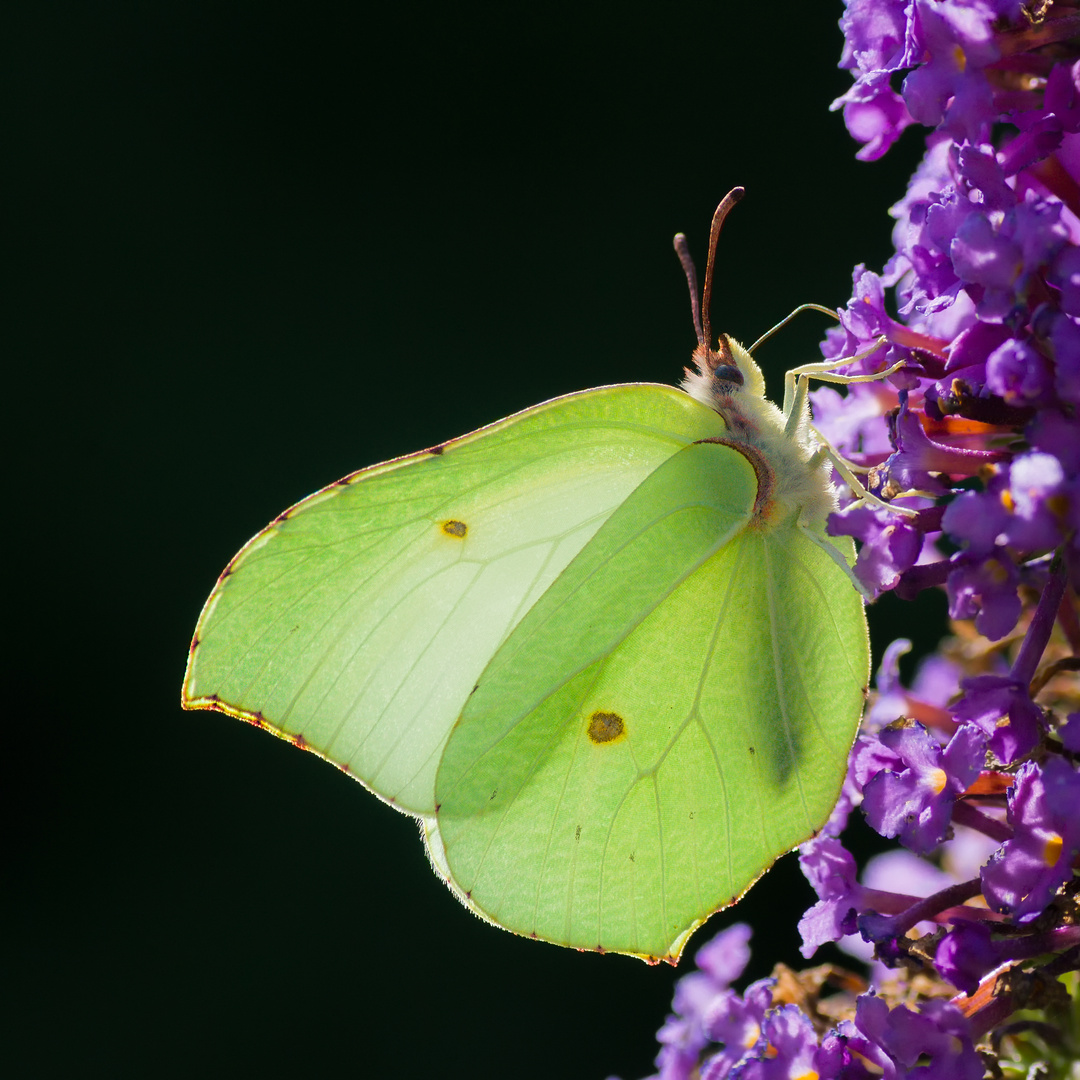 Zitronenfalter (Gonepteryx rhamni)