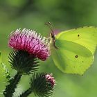 Zitronenfalter (Gonepteryx rhamni) 