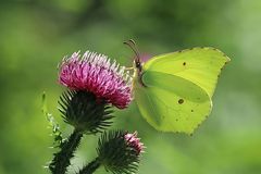 Zitronenfalter (Gonepteryx rhamni) 