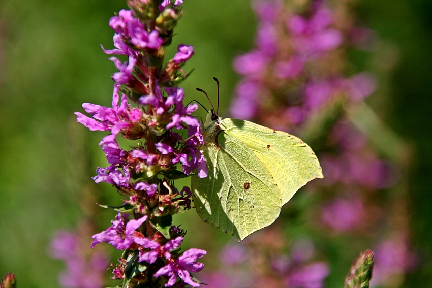 Zitronenfalter (Gonepteryx rhamni)