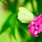 Zitronenfalter (Gonepteryx rhamni)