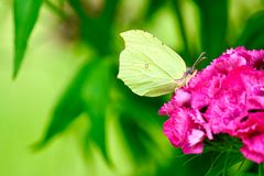 Zitronenfalter (Gonepteryx rhamni)