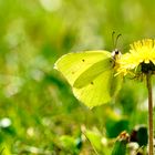 Zitronenfalter (Gonepteryx rhamni)