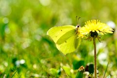 Zitronenfalter (Gonepteryx rhamni)