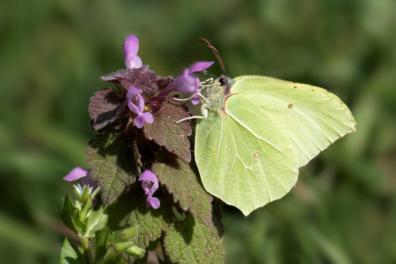 Zitronenfalter (Gonepteryx rhamni)