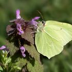 Zitronenfalter (Gonepteryx rhamni)