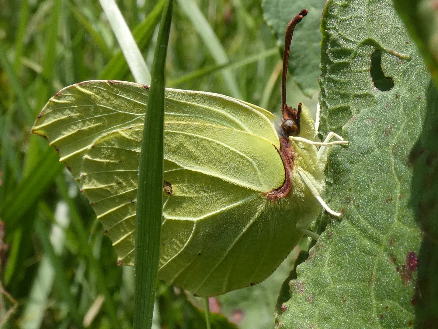 Zitronenfalter (Gonepteryx rhamni)