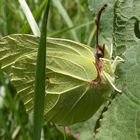 Zitronenfalter (Gonepteryx rhamni)