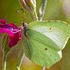 Zitronenfalter (Gonepteryx rhamni)