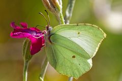 Zitronenfalter (Gonepteryx rhamni)