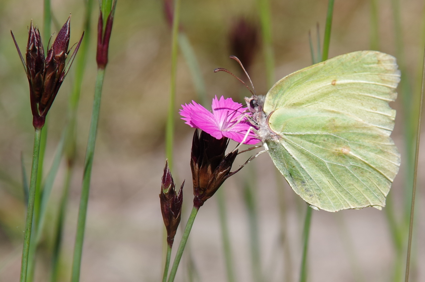 Zitronenfalter (Gonepteryx rhamni)