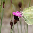 Zitronenfalter (Gonepteryx rhamni)