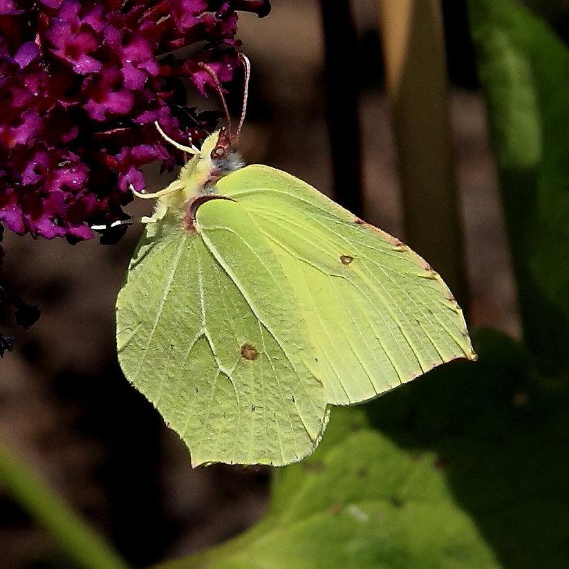 Zitronenfalter (Gonepteryx rhamni)