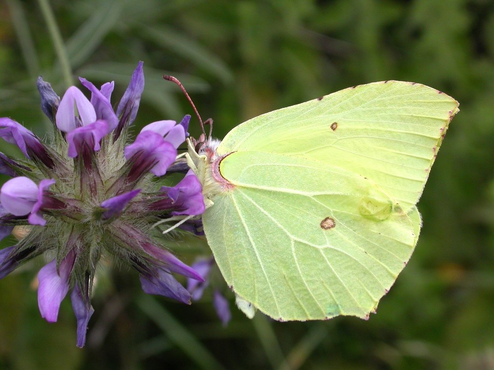 Zitronenfalter [Gonepteryx rhamni]