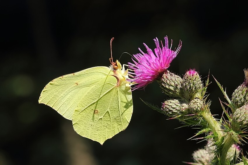 Zitronenfalter (Gonepteryx rhamni) 