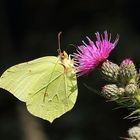 Zitronenfalter (Gonepteryx rhamni) 