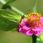 *Zitronenfalter* (Gonepteryx rhamni)