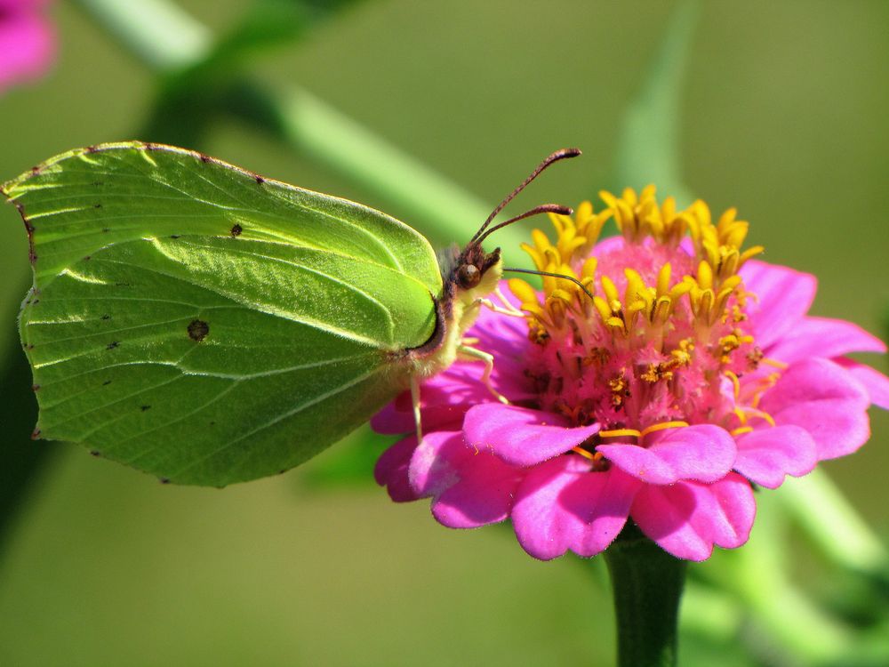 *Zitronenfalter* (Gonepteryx rhamni)